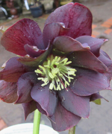 Helleborus x hybridus 'Harvington Double Purples'