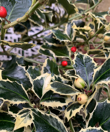 Ilex aquif. 'Argentea Marginata' stem 60cm