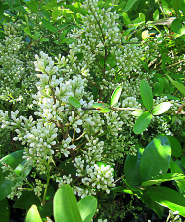 Ligustrum japonicum 'Texanum'