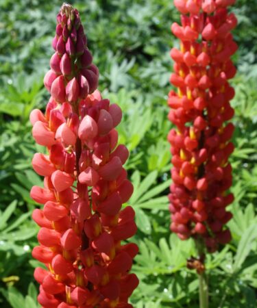 Lupinus 'Towering Inferno'