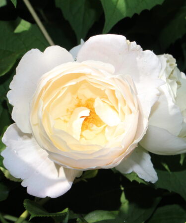 Rosa - DAVID AUSTIN 'Desdemona'