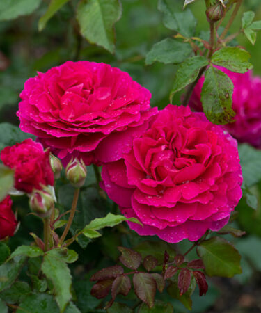 Rosa - DAVID AUSTIN 'Gabriel Oak'