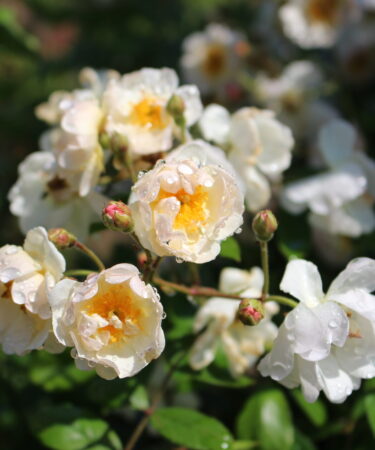 Rosa - DAVID AUSTIN 'Malvern Hills' CLG