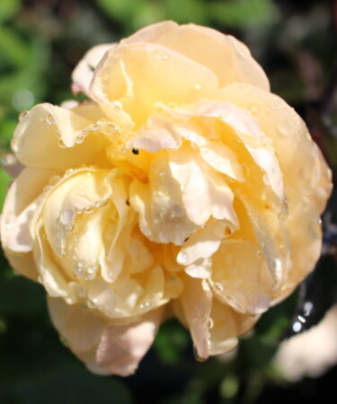 Rosa - DAVID AUSTIN 'Roald Dahl'