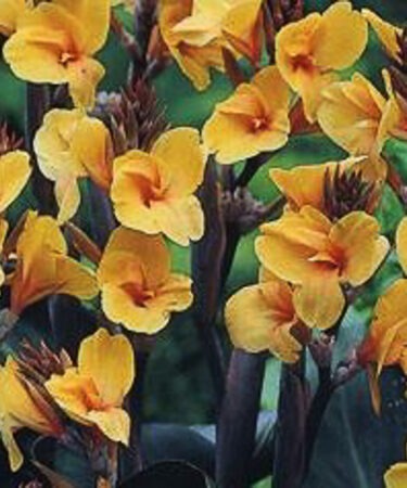 Canna 'Chocolate Sunrise'