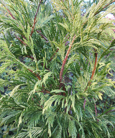 Thuja Plicata 'Zebrina'