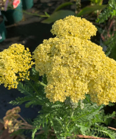 Achillea 'Hella Glashof'