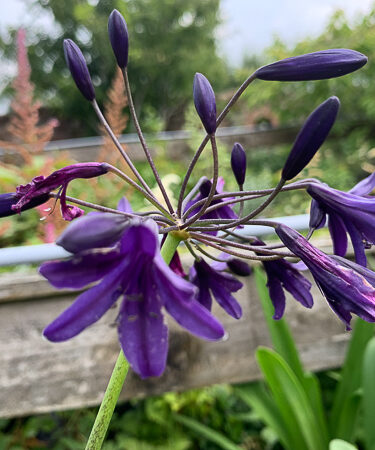 Agapanthus 'Indigo Dreams'