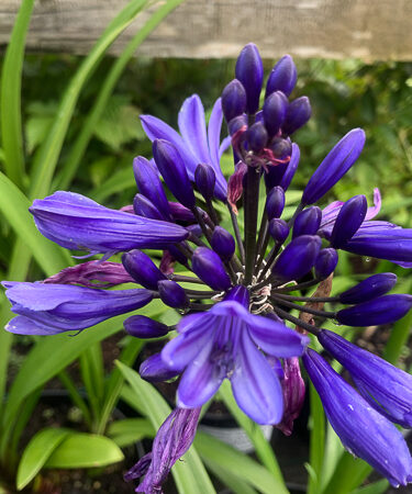 Agapanthus 'Pretty Heidy'