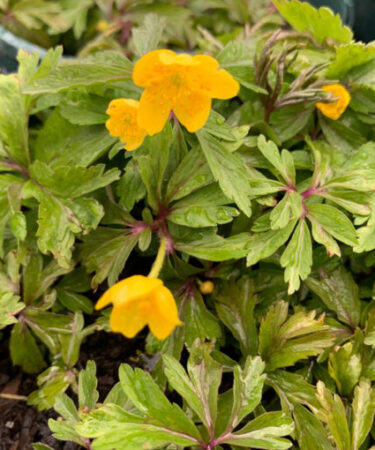Anemone ranunculoides AGM