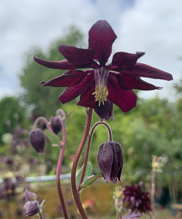 Aquilegia vulg. 'Black Barlow'