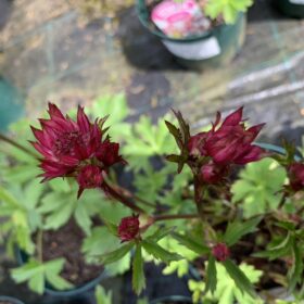 Astrantia major 'Star of Love'
