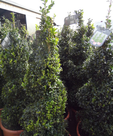 Buxus semp. Topiary Spiral
