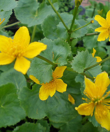 Caltha palustris AGM