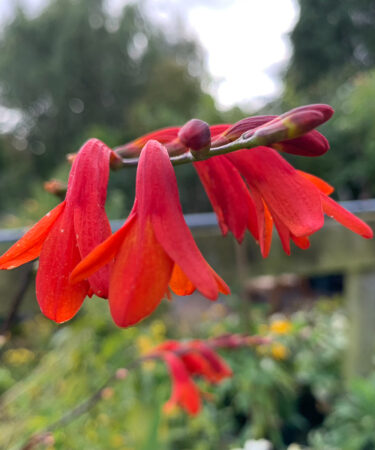 Crocosmia 'Lady Ann'