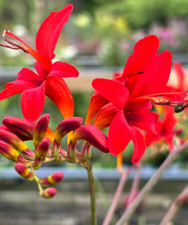Crocosmia 'Lucifer' AGM