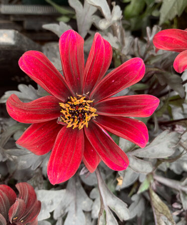 Dahlia 'Dreamy Hot Chocolate'