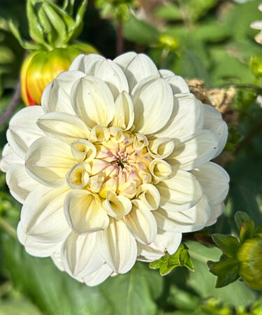 Dahlia 'Free Thought'