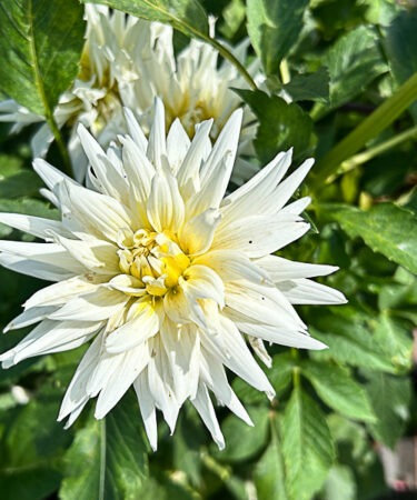 Dahlia 'My Love'