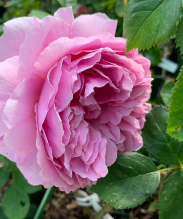 Rosa - DAVID AUSTIN 'Princess Alexandra of Kent'