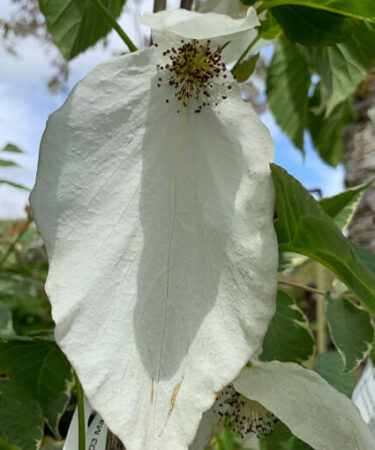 Davidia involucrata 'Sonoma'