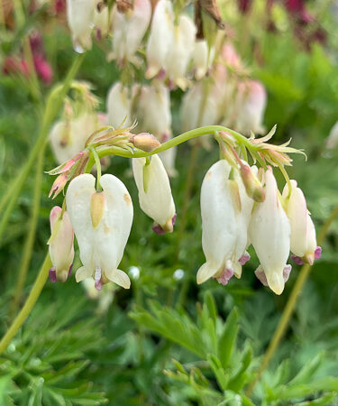 Dicentra 'Aurora'