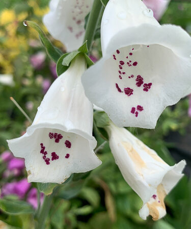 Digitalis Purpurea 'Foxy'
