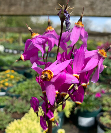 Dodecatheon 'Aphrodite'
