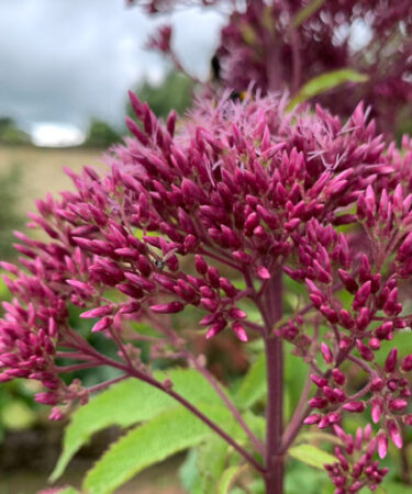 Eupatorium maculatum 'Red Dwarf'