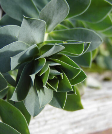 Euphorbia myrsinites AGM