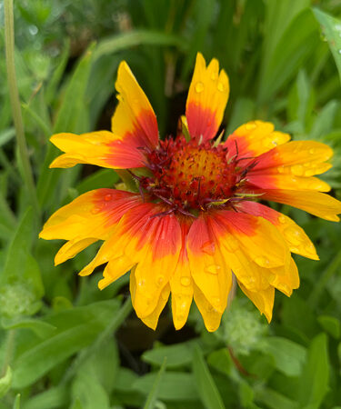 Gaillardia arist. 'Kobold' (syn. 'Goblin')