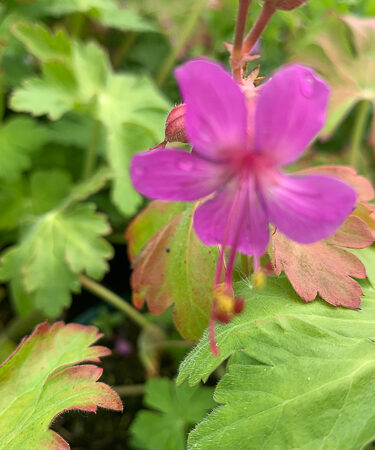 Geranium macro. 'Czakor'