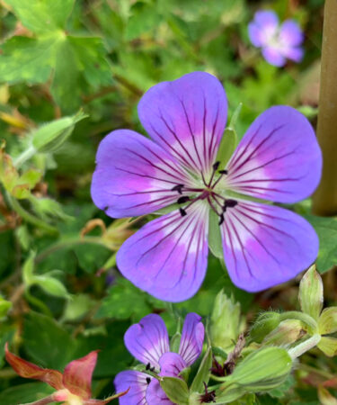 Geranium 'Sweet Heidy'