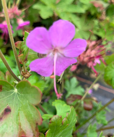 Geranium x cantabrigiense