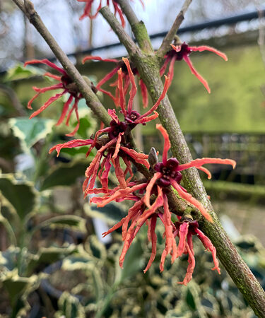 Hamamelis intermedia 'Hiltingbury''