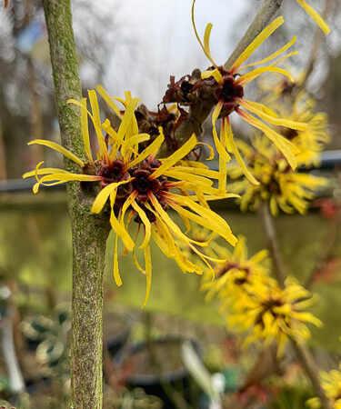 Hamamelis mollis 'Jermyn's Gold'