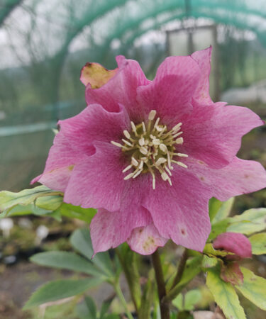 Helleborus Orientalis