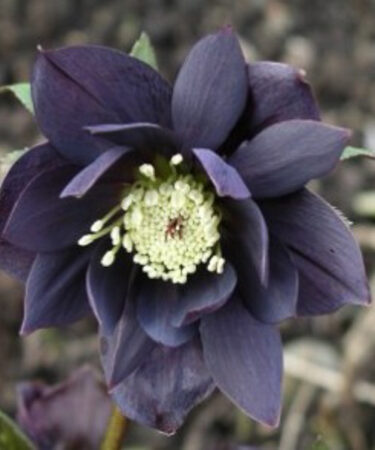 Helleborus x hybridus 'Harvington Double Chocolate'