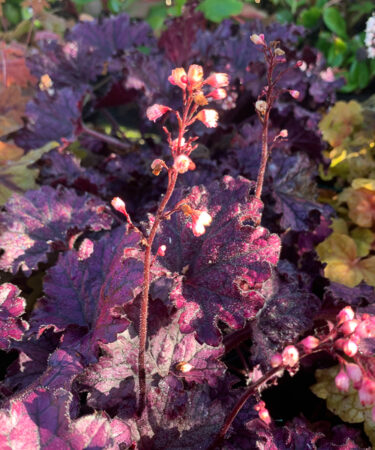 Heuchera 'Forever Purple'