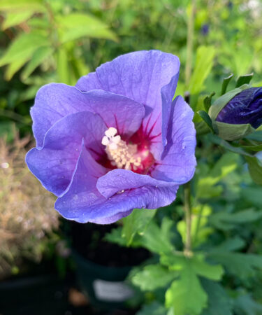 Hibiscus syr. 'Oiseau Bleu' (Blue Bird) AGM