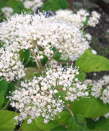 Hydrangea arborescens 'Picadilly'