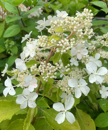 Hydrangea paniculata 'Levana'