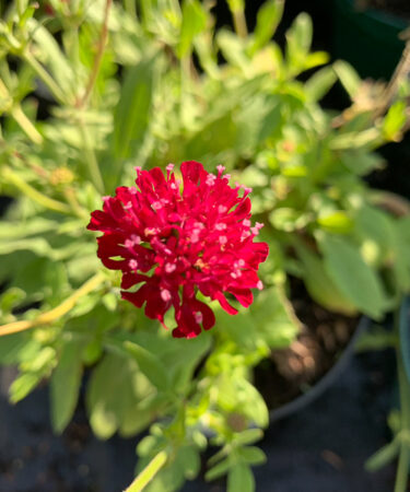 Knautia mac. 'Mars Midget'