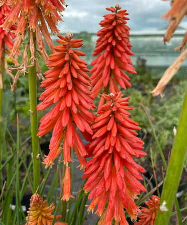 Kniphofia 'Poco Sunset'