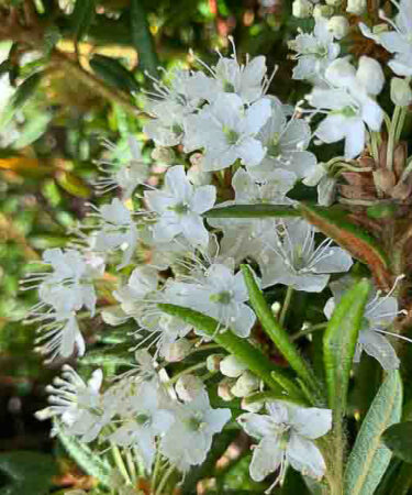 Ledum groenlandicum 'Helma'