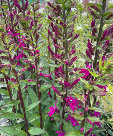 Lobelia 'Tania'