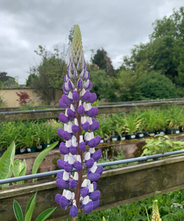 Lupinus 'The Governor'