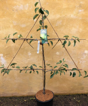 Malus 'Bountiful' MM106 espalier