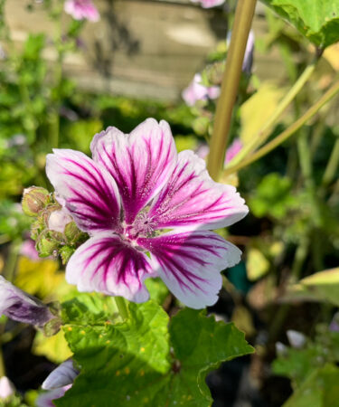 Malva Sylvestris 'Zebrina'
