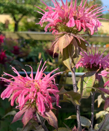 Monarda 'Croftway Pink' AGM